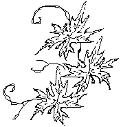 cveti.gif (1925 bytes)